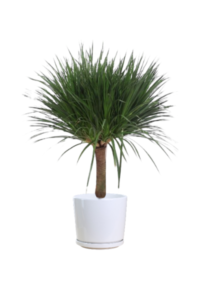 Dracaena Reflexa Anita Variegata - Image 3